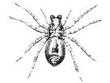 Spider (Clubiona atrox), Heb. `KBISh, SseMaMiTh - a common species in Palestine